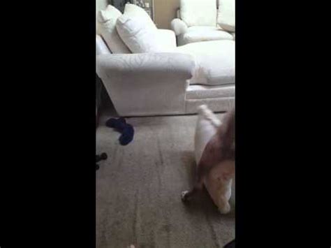 pillow humping hard|Hardcore Pillow Humping Porn Videos .